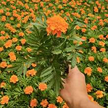 节庆花坛用大花孔雀草 节庆景观装饰黄色非洲菊孔雀草种苗