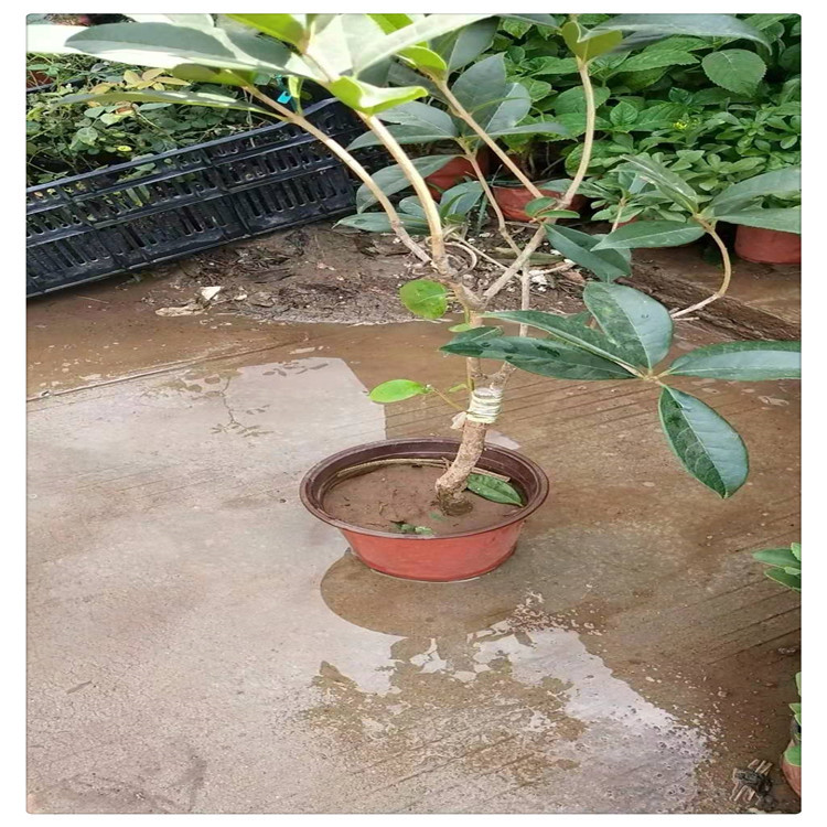 微信图片_20191014105553