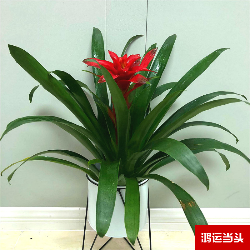 Planta verde de escritorio mayorista flor de oficina flor de rosa verde árbol rico base de plantas de maceta interior suministro image 41