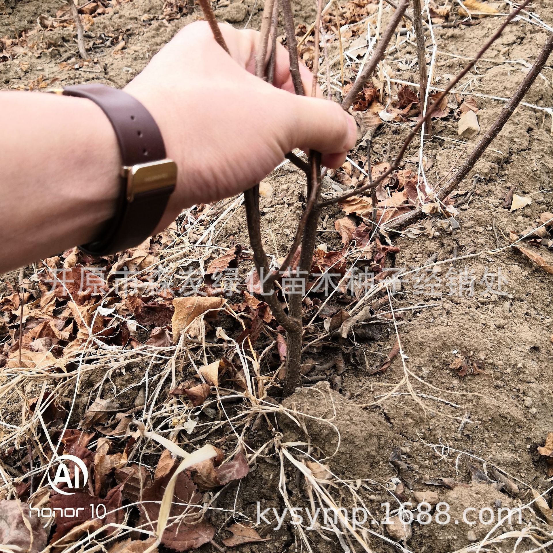 红叶榆叶梅绿篱苗