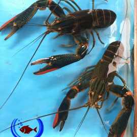 澳洲小龙虾 龙虾苗 淡水养殖虾苗 大量供应