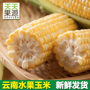 Прямые волосы на месте производства Yunnan Fresh Fruit Corn 8 фунтов сладкого и сочного можно есть со сладкой и клейкой кукурузой.