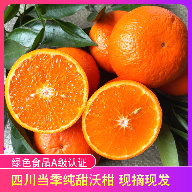 绿色食品新鲜沃柑5斤 眉山沃柑纯甜绿色食品认证 新鲜柑橘水果