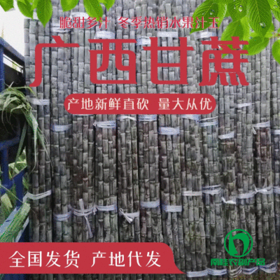 甘蔗价格 广西甘蔗价格 甘蔗价格尽在甘蔗销售网|ms