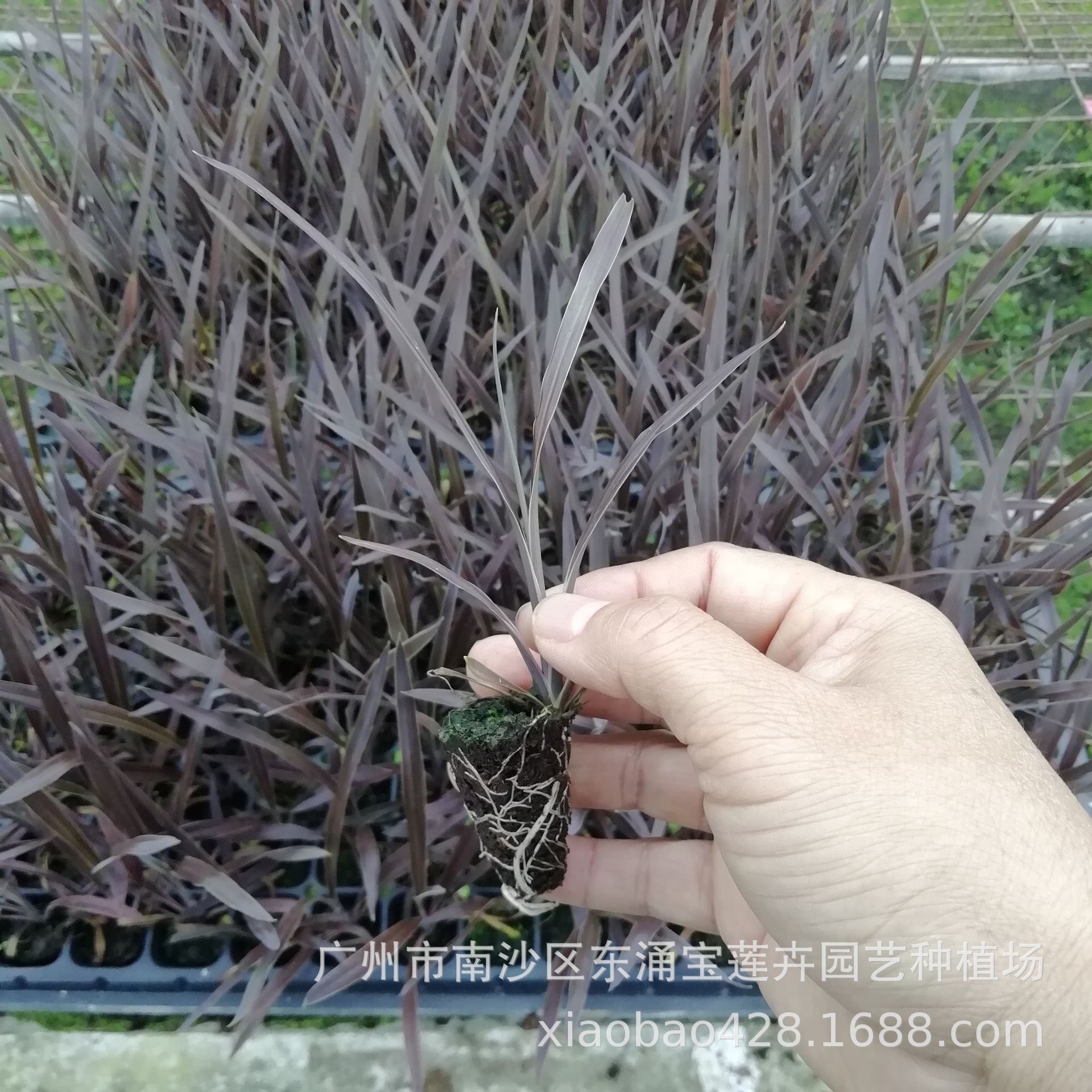 厂家大量观赏植物 澳洲朱蕉 红巨人穴盘苗 园林绿化花卉种苗批发