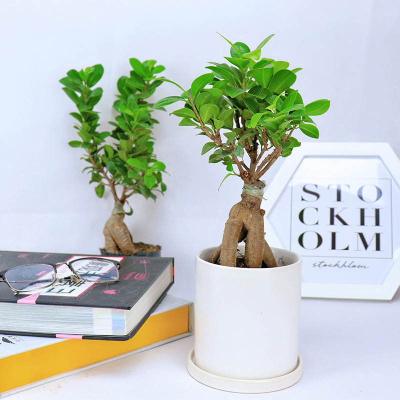 常青耐寒榕树造型树桩盆景苗室内植物人参榕小叶榕树禅意盆栽绿植