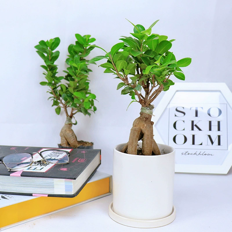 Вечнозеленое Морозостойкое дерево баньян пень Саженцы бонсай комнатное растение Фикус листва Banyan Tree Дзен Горшечное зеленое растение