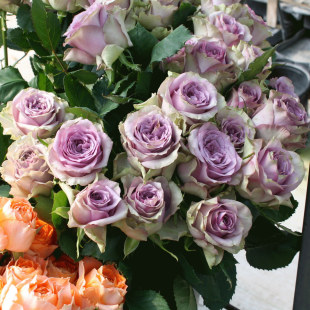 ���l�̨ͥԺ���Դ��¼�������ұ�����{��ɫ����õ���ļ��_