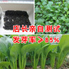 Vegetable seed rapeseed rapeseed chicken feathers, seeds, cabbage seeds, vegetable seeds wholesale vegetables