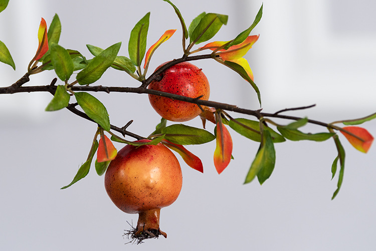 秋叶6头石榴 桔色_03.jpg