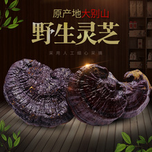 ɽeɽҰ`֥Ұ`֥eɽֳ֥Ұa؏Sl