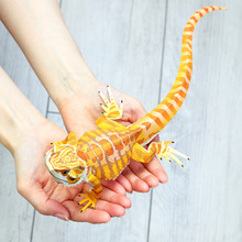 gкӵ  ģ  ֹˇDIY WֹI Y