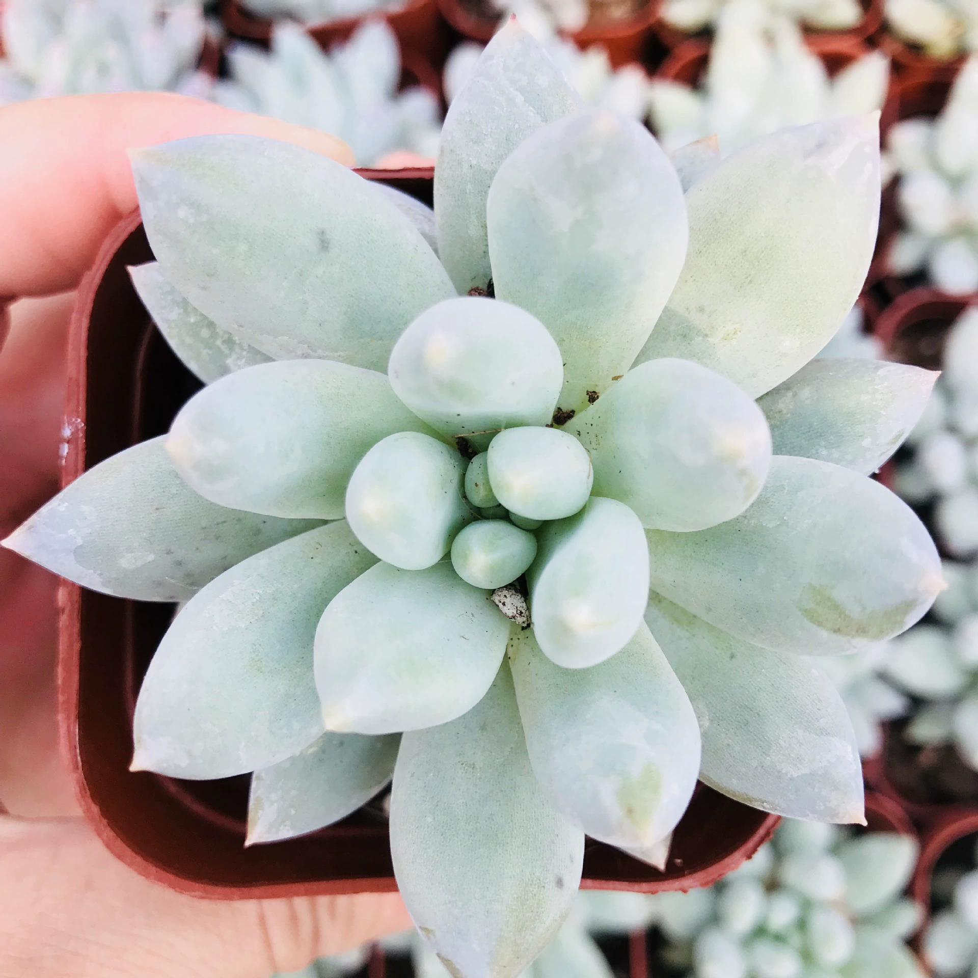 База продаж суккулентов Соломон супер милый офисный Настольный суккулент Ангел палец Соломон оптом