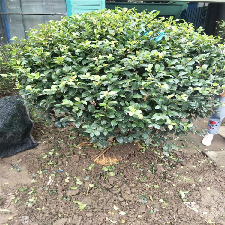 微信图片_20190924000949