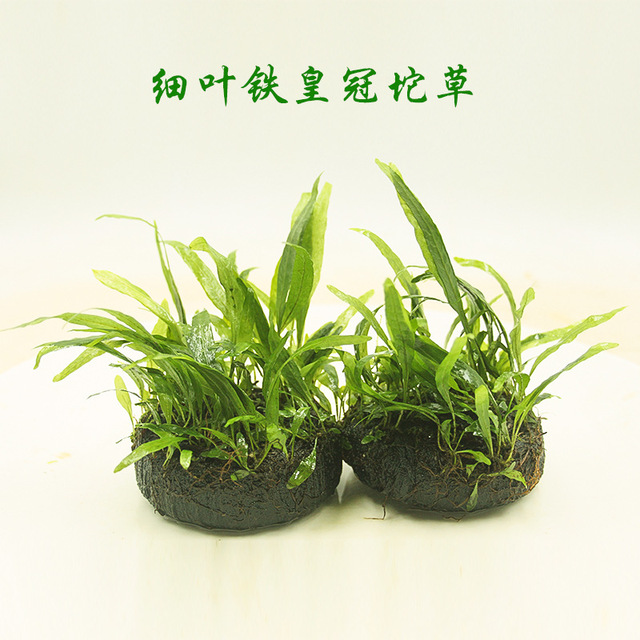 细叶铁皇冠坨草观赏水草活体植物懒人好养真水草直销批发一件代发 价格 厂家 哪里买 我有货 B 5yoho Cn