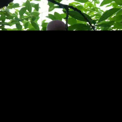 Min fruit San Hua Li fresh Li Furong Red Li 3 pounds Sichuan Province Off the bone Plums