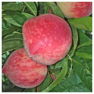 goods in stock Spring Snow honey peach fresh Precocious Peach fresh fruit Nectarine Season Wild peach Place of Origin Supplying