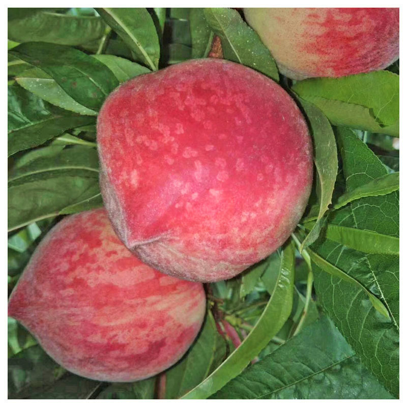 goods in stock Spring Snow honey peach fresh Precocious Peach fresh fruit Nectarine Season Wild peach Place of Origin Supplying