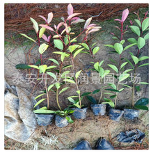 �t�~ʯ骘��� һ�������ö��ٿüt�~ʯ��� �t�~ʯ�С��r����X