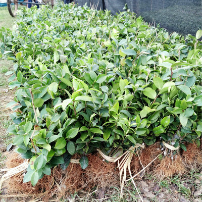Direct selling Annual High yield high quality grafting No.2 Camellia Small saplings Naked Camellia oleifera seedlings Camellia oleifera seedling base