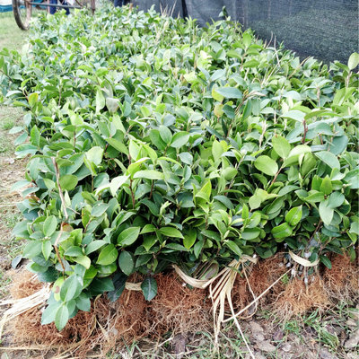 Direct selling Annual High yield high quality grafting No.2 Camellia Small saplings Naked Camellia oleifera seedlings Camellia oleifera seedling base
