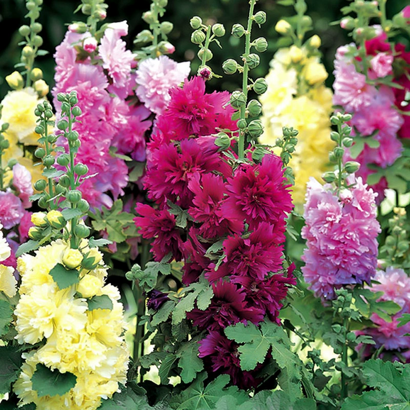 Мальва цветок морские семена двор парк цветы Хризантема горшечные Мальва цветок семена двойной полу двойные семена цветок просмотр