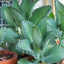 多肉植物寬葉不死鳥 多肉植物寬葉不死鳥批發 促銷價格 產地貨源 阿里巴巴