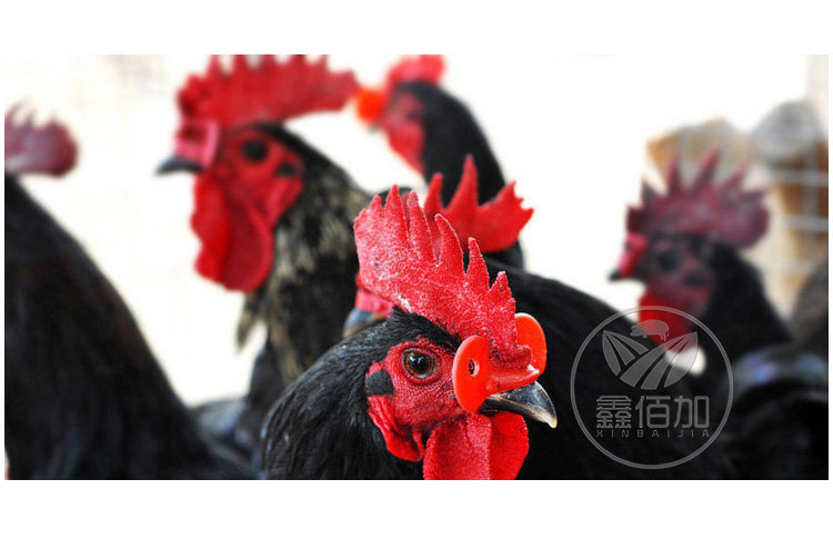 鸡眼镜AA详情页 (2).jpg