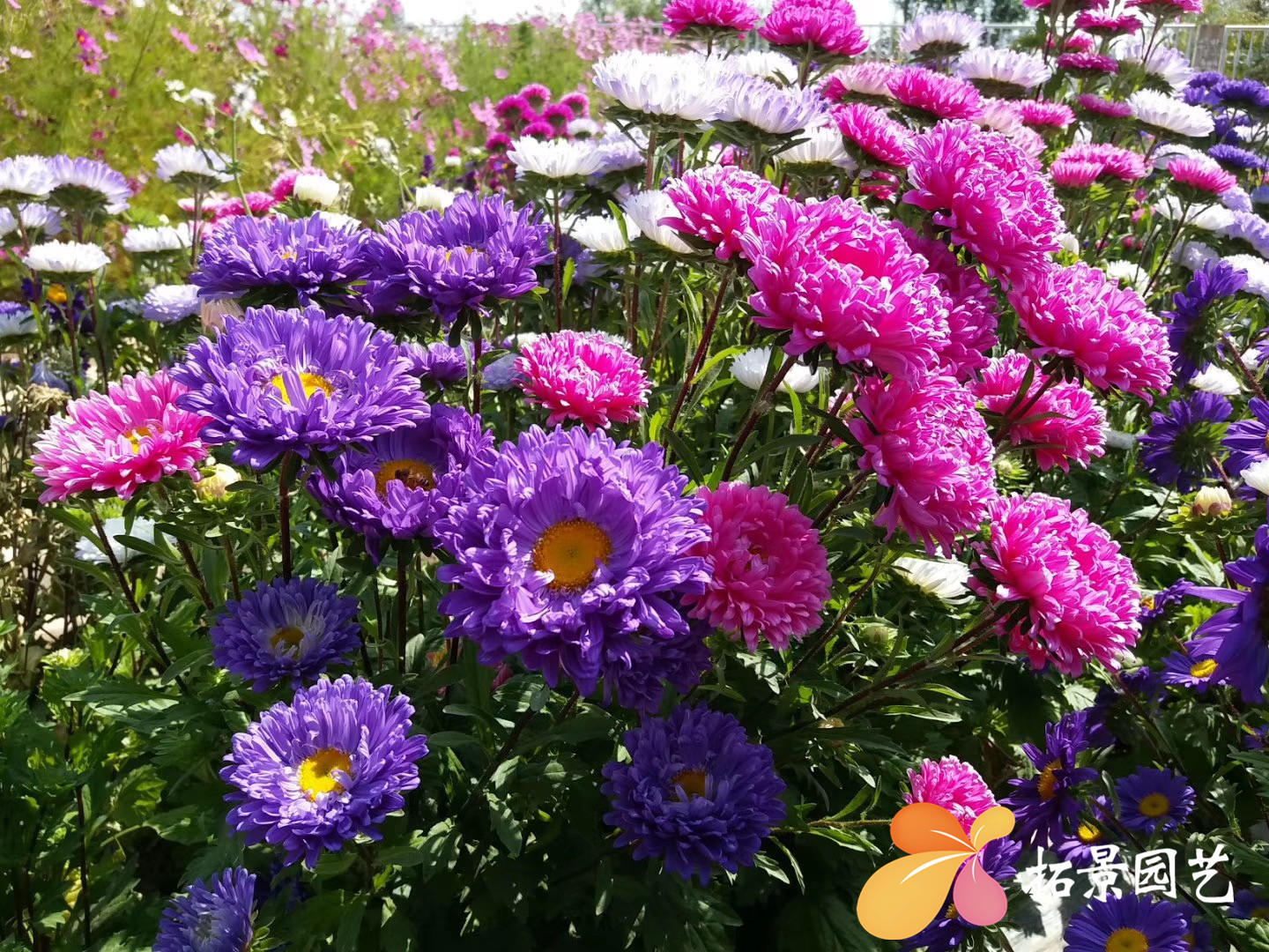 草花子种野花组合种四季开花波斯菊百日草大花金鸡菊孔雀草太阳花 阿里巴巴