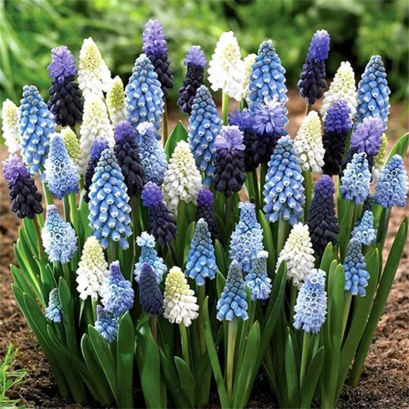 Оптовая виноградный гиацинт шарик из семян почвенная культура Цветок горшечный шарик виноградный гиацинт почвенная культура в горшке большое количество отличное