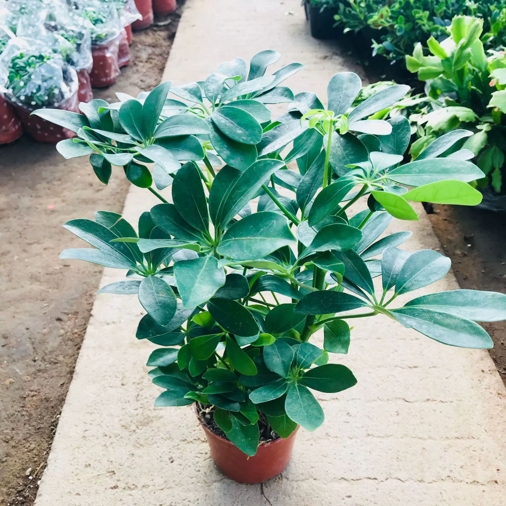 Оптовые домашние вечнозеленые растения в горшках утиная ножка дерево восемь квадратных денег Семь Листьев продажи лотоса утиная ножка деревянные цветы