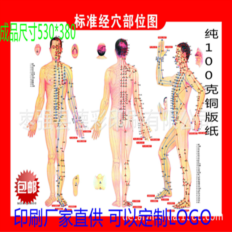 廠家批發 健康療法艾灸體經絡穴位圖刮痧 按摩保健針灸拔罐穴位圖