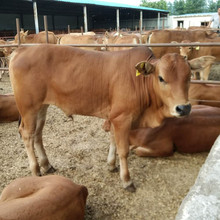 优良牛种 小黄牛 改良肉牛犊 架子牛  小黄牛适合放养吗