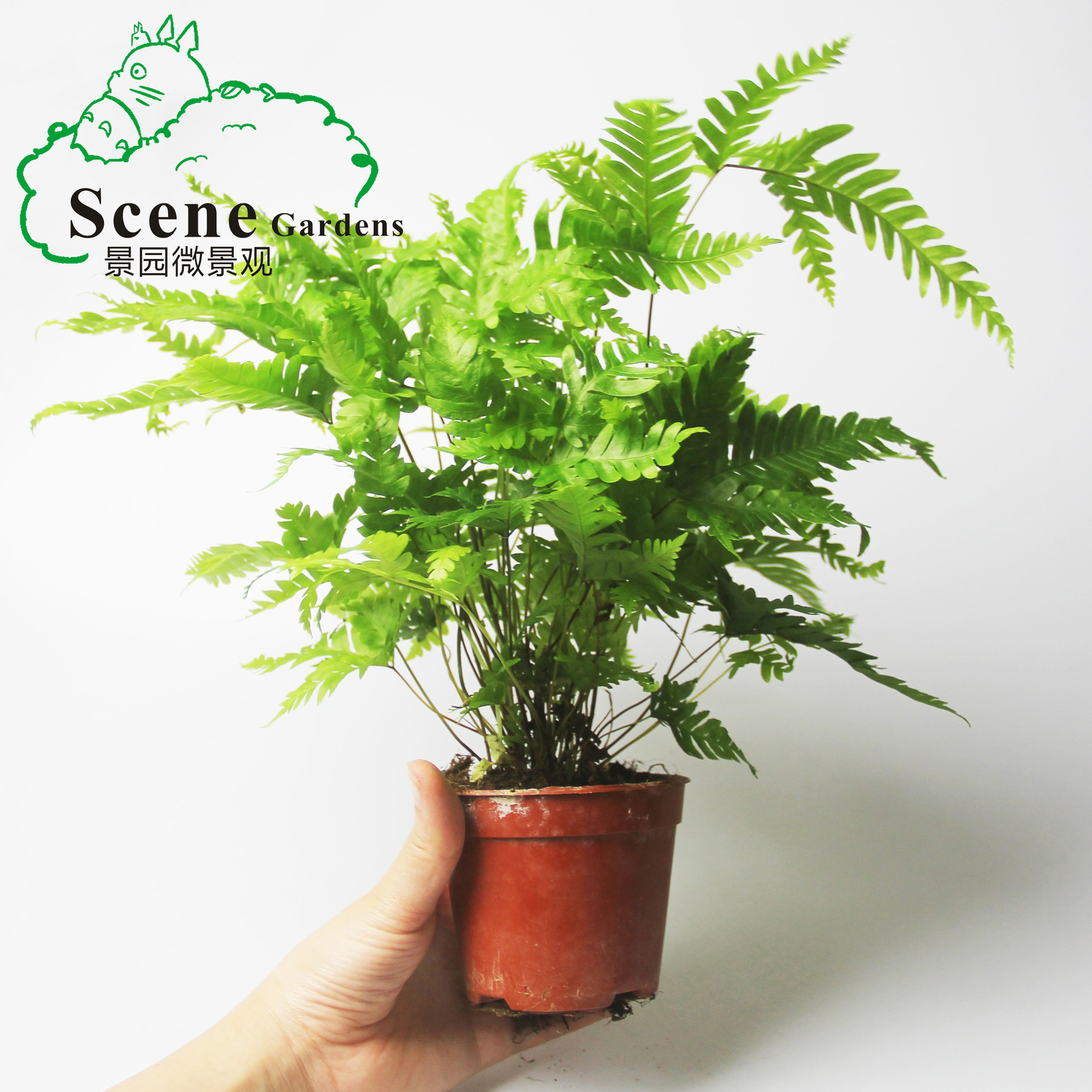 Scenery Fern Botany Potted plant flowers and plants Pteris Clean air A90# Fourier Small Plants