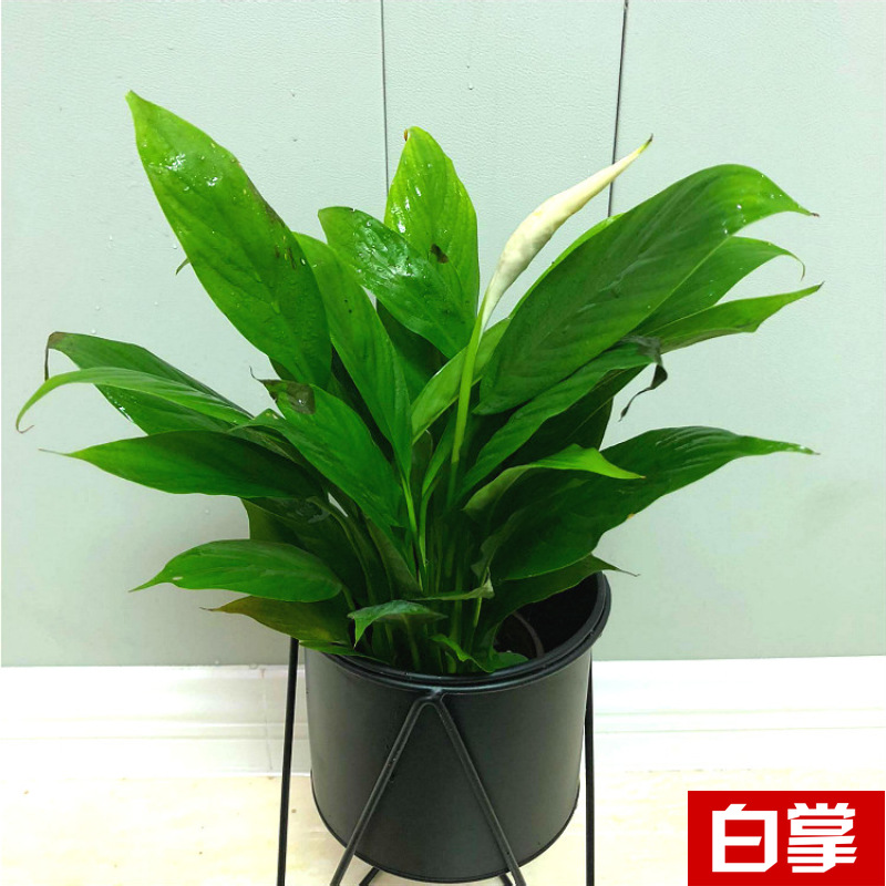 Planta verde de escritorio mayorista flor de oficina flor de rosa verde árbol rico base de plantas de maceta interior suministro image 22