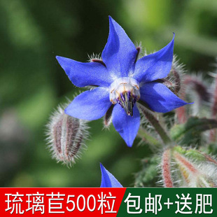 �緼�N�I���ۻ������ò��������ķN�����ǲݿ�ʳ���ļ��ɲ�