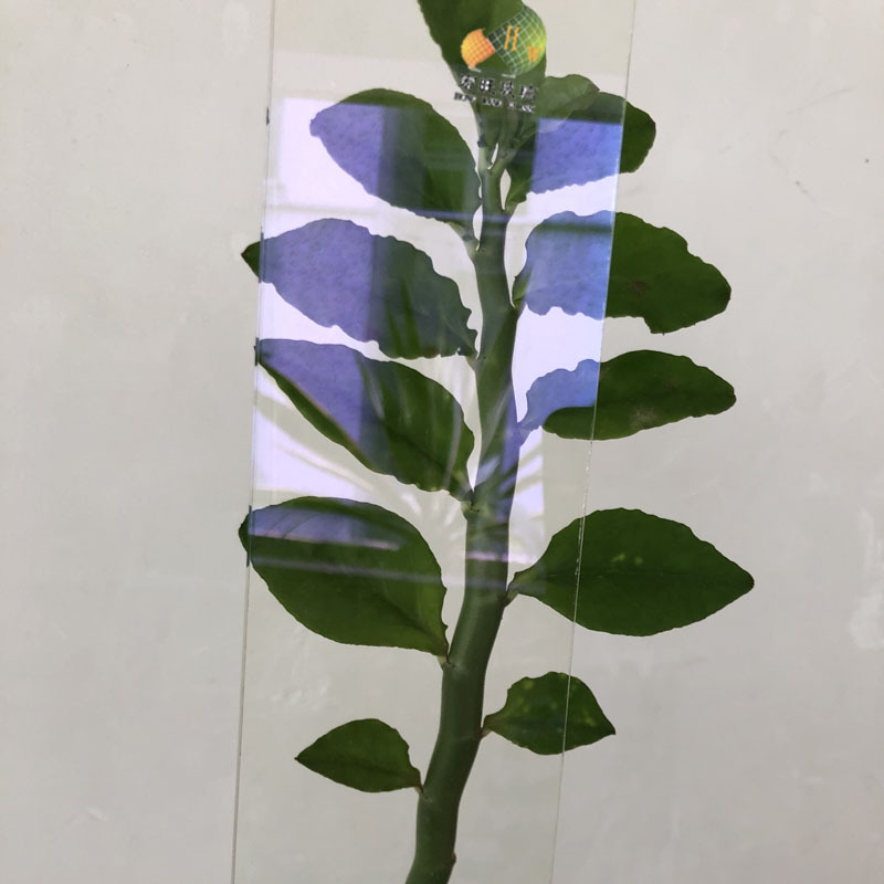 微信图片_20190511094425副本