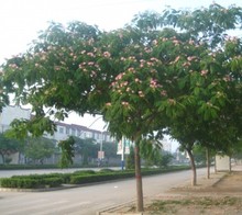 合欢树苗 庭院花卉植物芙蓉树 绒花树苗合欢苗合欢小苗遮阴树木