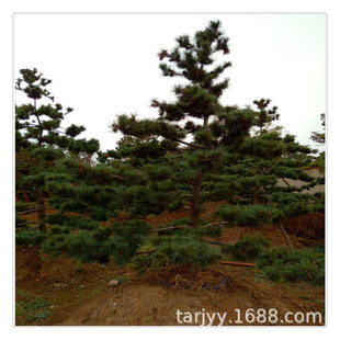 ��������ɘ���r�� �����С��r3����8����ʮ���� �G����ľ