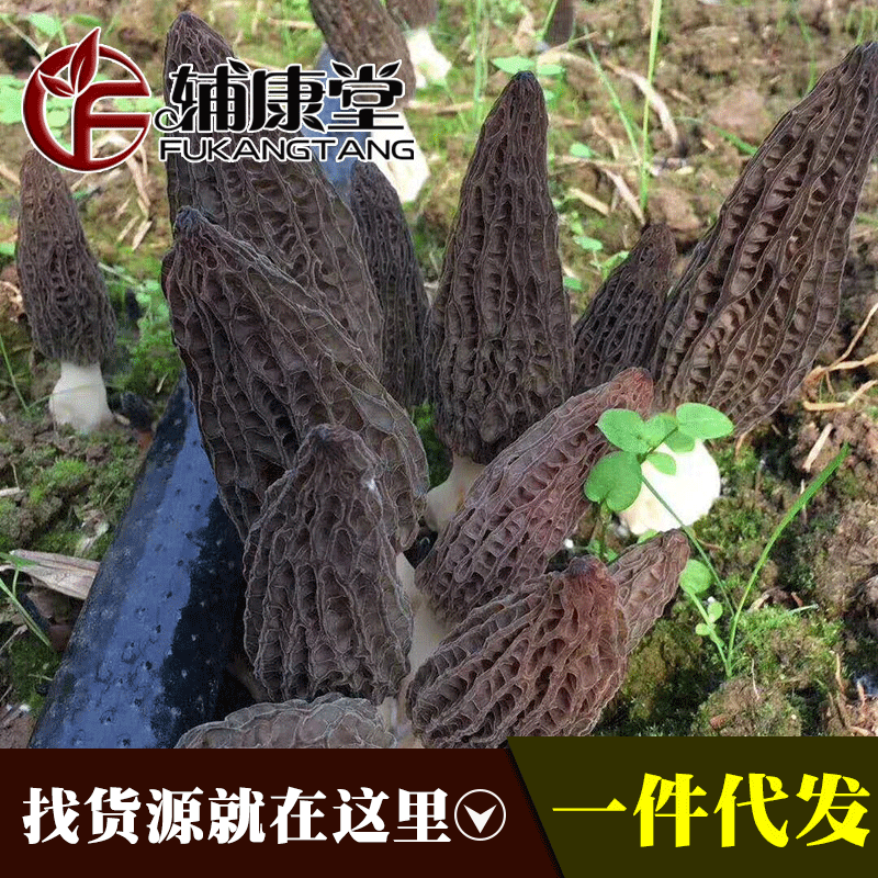 羊肚菌新鲜云南特产羊肚菌蘑菇非干货鲜羊肚蘑野生菌1000克代发|ru