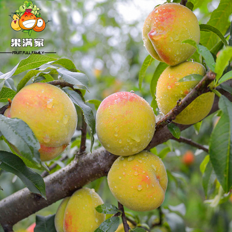 果满家 2021年徐州新鲜黄桃10斤非水蜜桃酸脆甜多汁毛桃支持代发