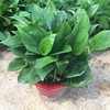 Base direct batch of A -class green dill long rattan potted plants of all specifications of hydroponic green plant purification air plants