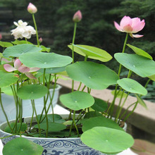 水生植物花卉种子开口碗莲种子荷花种子盆栽莲花种子四季种植