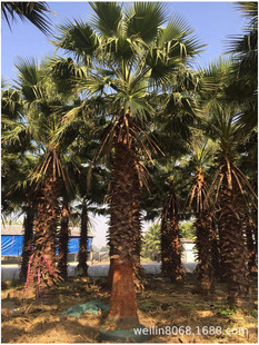 �A��/���˿�/�Aʢ�D�ؙ�/800���������l/���I���gָ����߳ɻ���