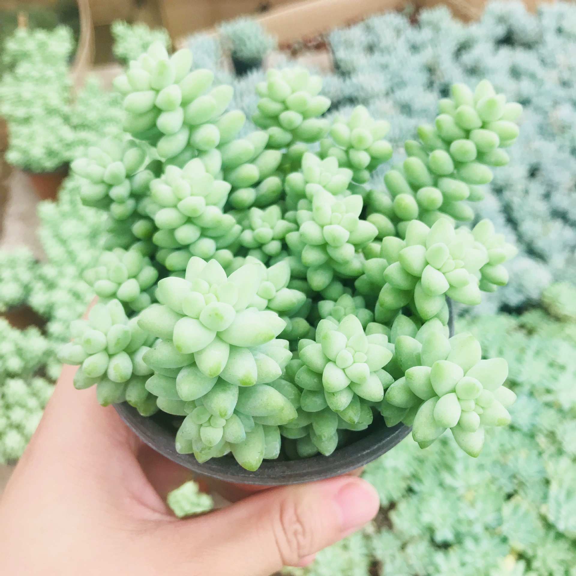 Прямошерстные мясистые растения в теплице мясистые горшечные растения полный горшок групповые нефритовые украшения Комнатные цветы горшечные растения комбинация нефритовых украшений