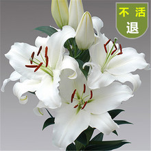 �ļ���ˮ�ٺϷN��ѿ�׳ɻ��_���� �Gֲ�����҃����̨����