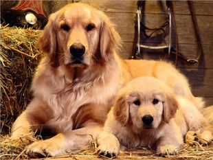 Foreign trade wholesale diamond painting DIY5d long-haired dog full diamond living room factory direct recruitment agent cross-border agency