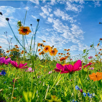 Оптовые многолетние комбинированные семена полевого цветка Комбинация полевого цветка с коротким стеблем Разнообразие комбинации полевого цветка с высоким стеблем Полное количество