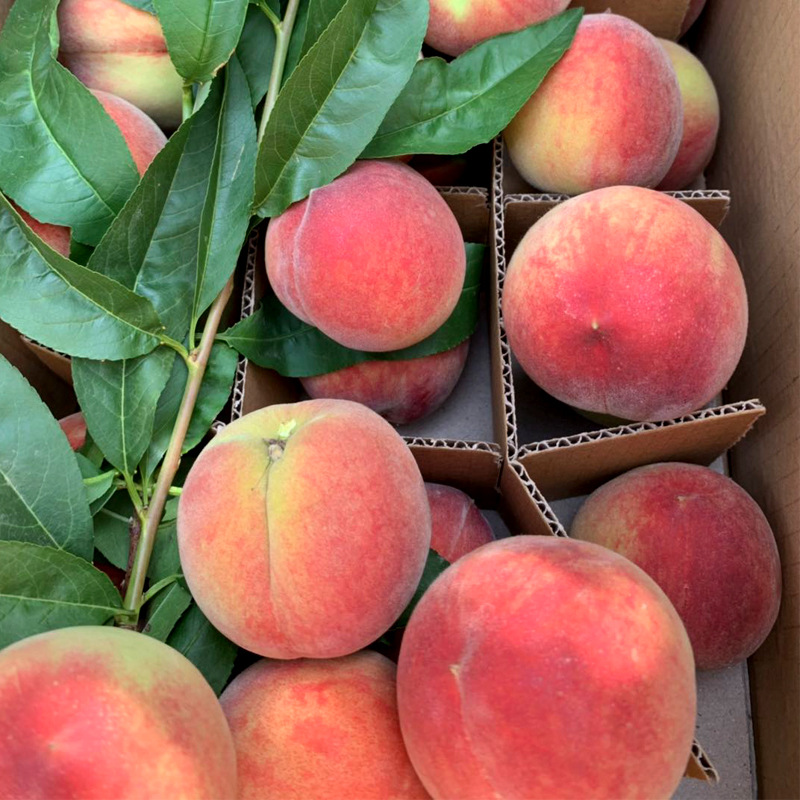 Shaanxi juicy peach 5 catties Outdoor planting fresh Season fruit Place of Origin