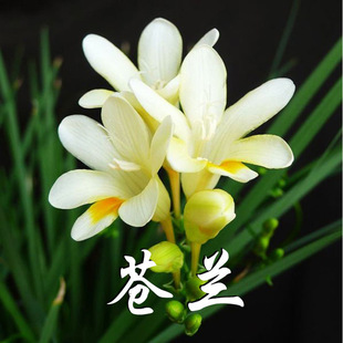 ϴ��Һ �ջ���ζ΢�z�� �����㾫΢�z��   ���� ����